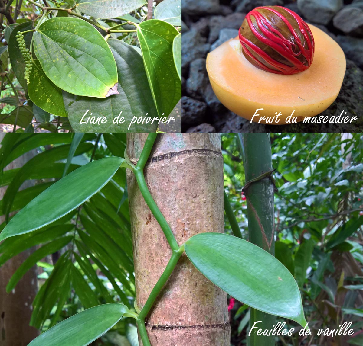 Jardin Des Épices